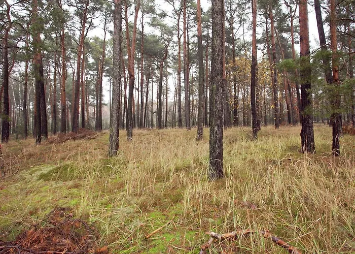 Tatil Evi Holiday In The Forest *